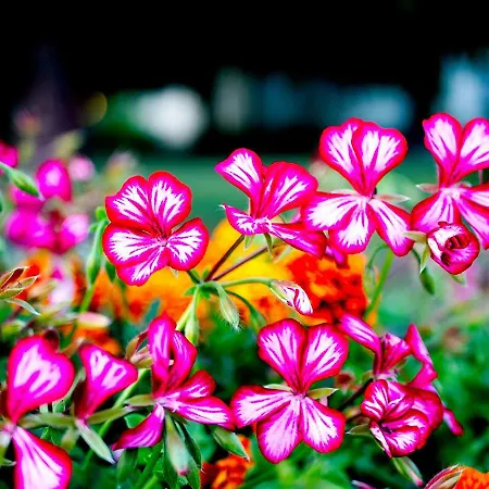 Albrechtshof Hotel 3*